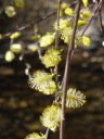 Winged seeds glittering with sun light